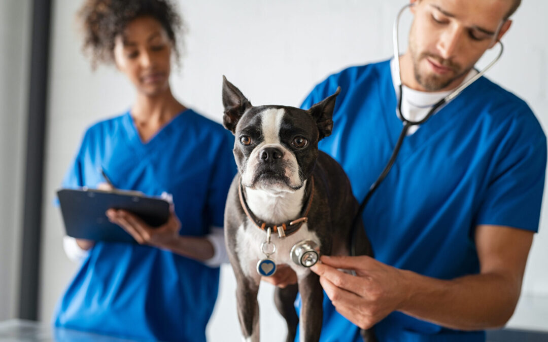 Vet examining dog